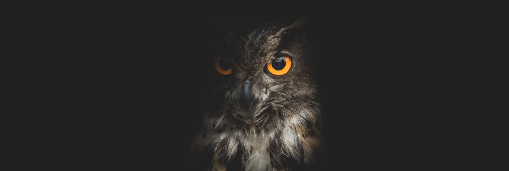 A close-up of the KSU owl with bright yellow eyes, staring directly at the camera in the darkness.