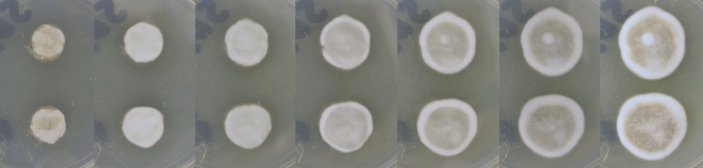 Pseudogymnoascus destructans spores and mycelia