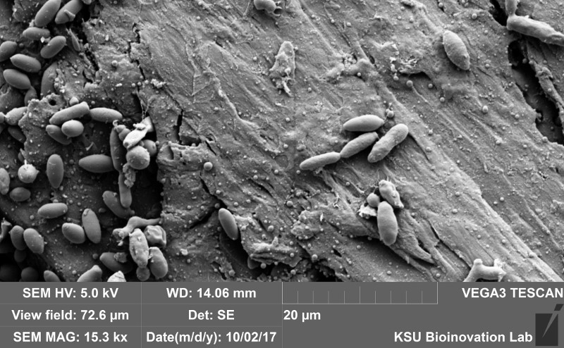 Electron micrographs of the inside wooden surface of a wine barrel after the fermentation of beer 