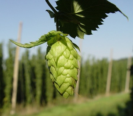 hop flower on the brine