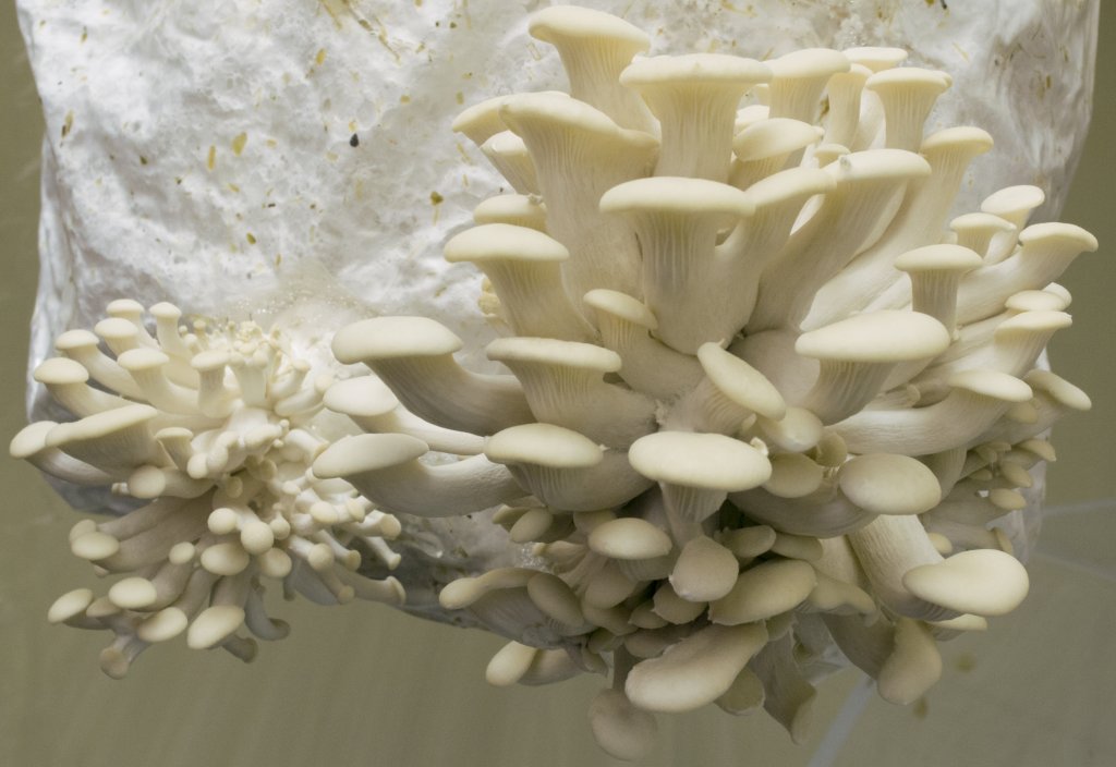 white oyster mushrooms