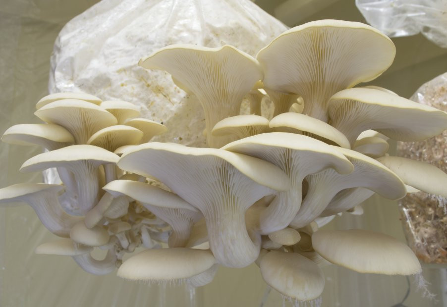 white oyster mushrooms