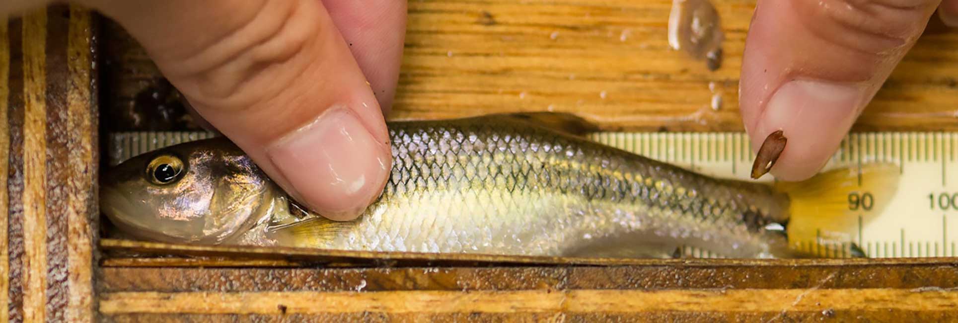 measuring a fish