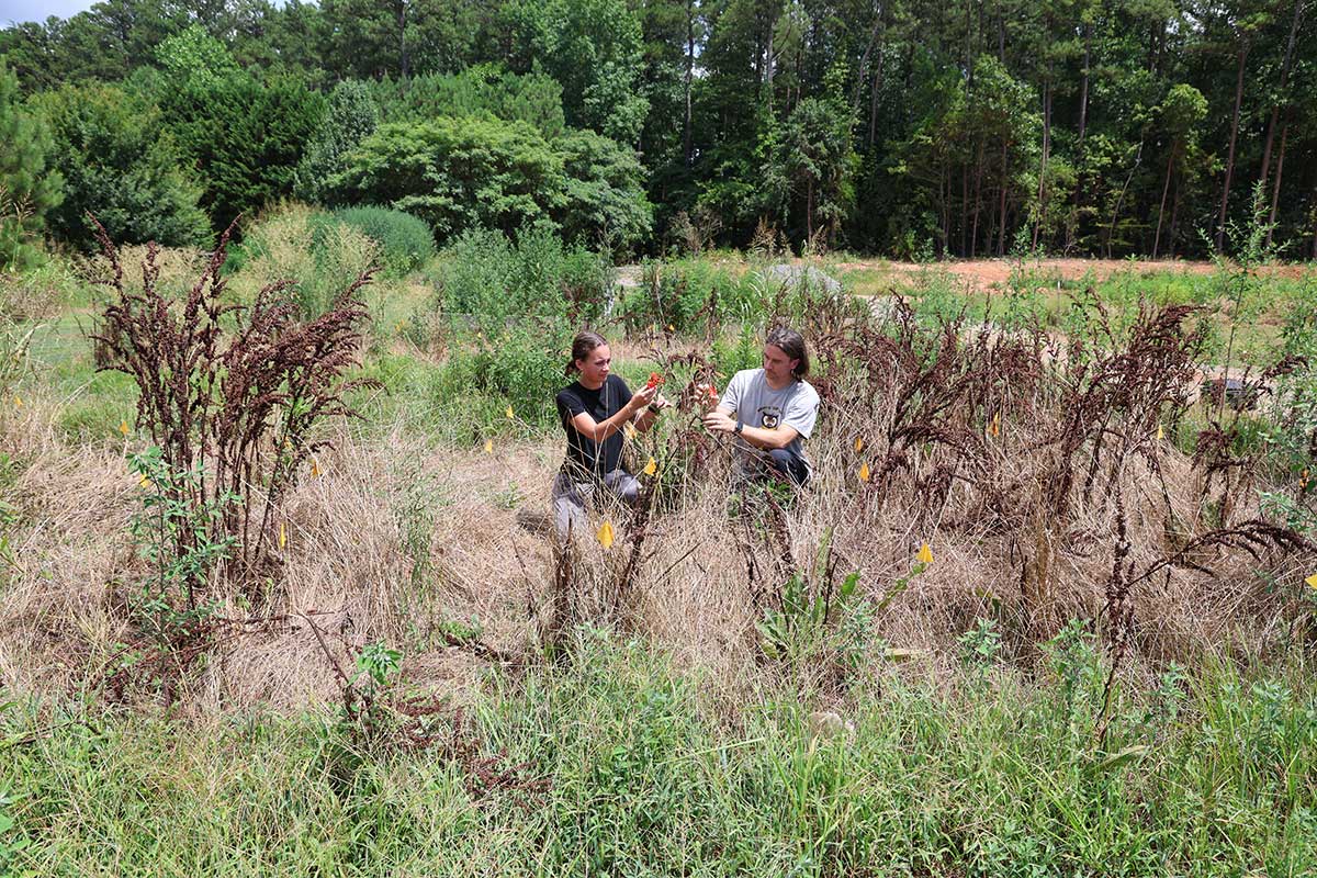 Dr. Bretfeld and student working in the field on research for the Birla Carbon Scholars program. / Dr. Bretfeld and student working in the field on research for the Birla Carbon Scholars program.