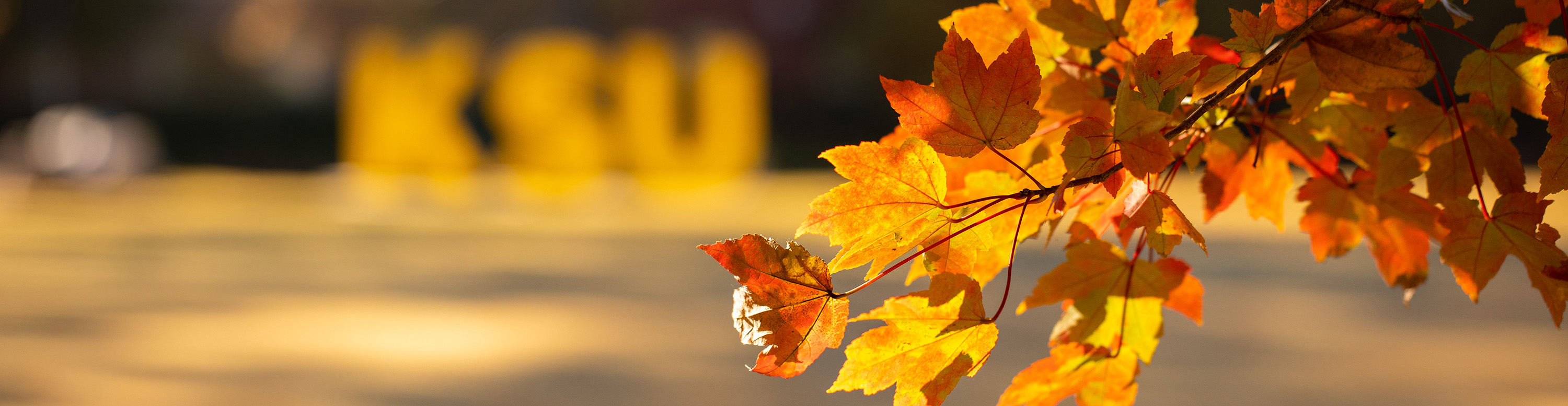 close up of fall leaf with KSU sign out of focus in the background