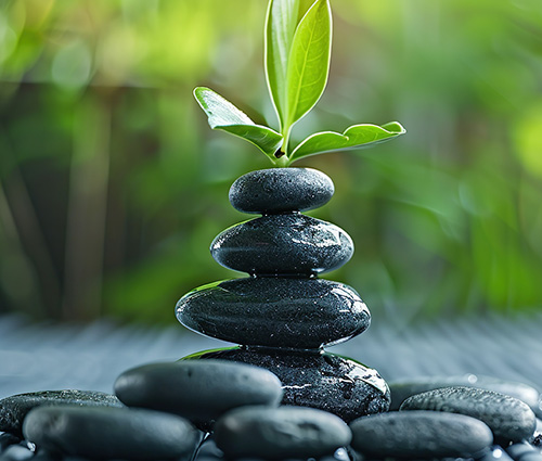 Zen stones with a plant sprout behind the stones