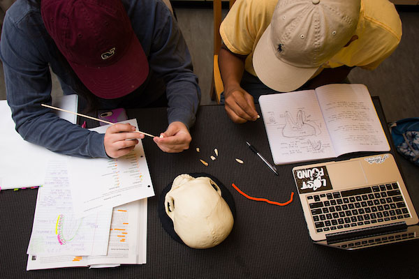 wear baseball caps and work with a variety of materials including a skull model, notes, a laptop covered in stickers, and colored pencils, indicating a study session in a science or anatomy subject.