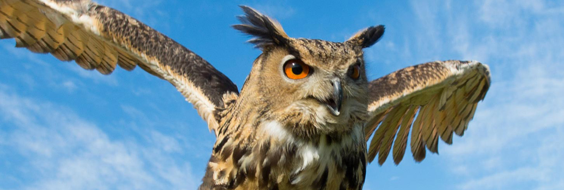 sturgis owl flying