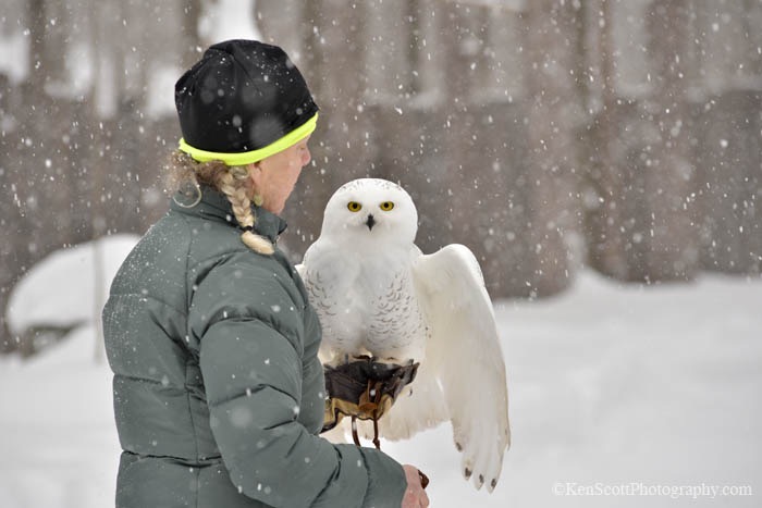 Snowy Owl