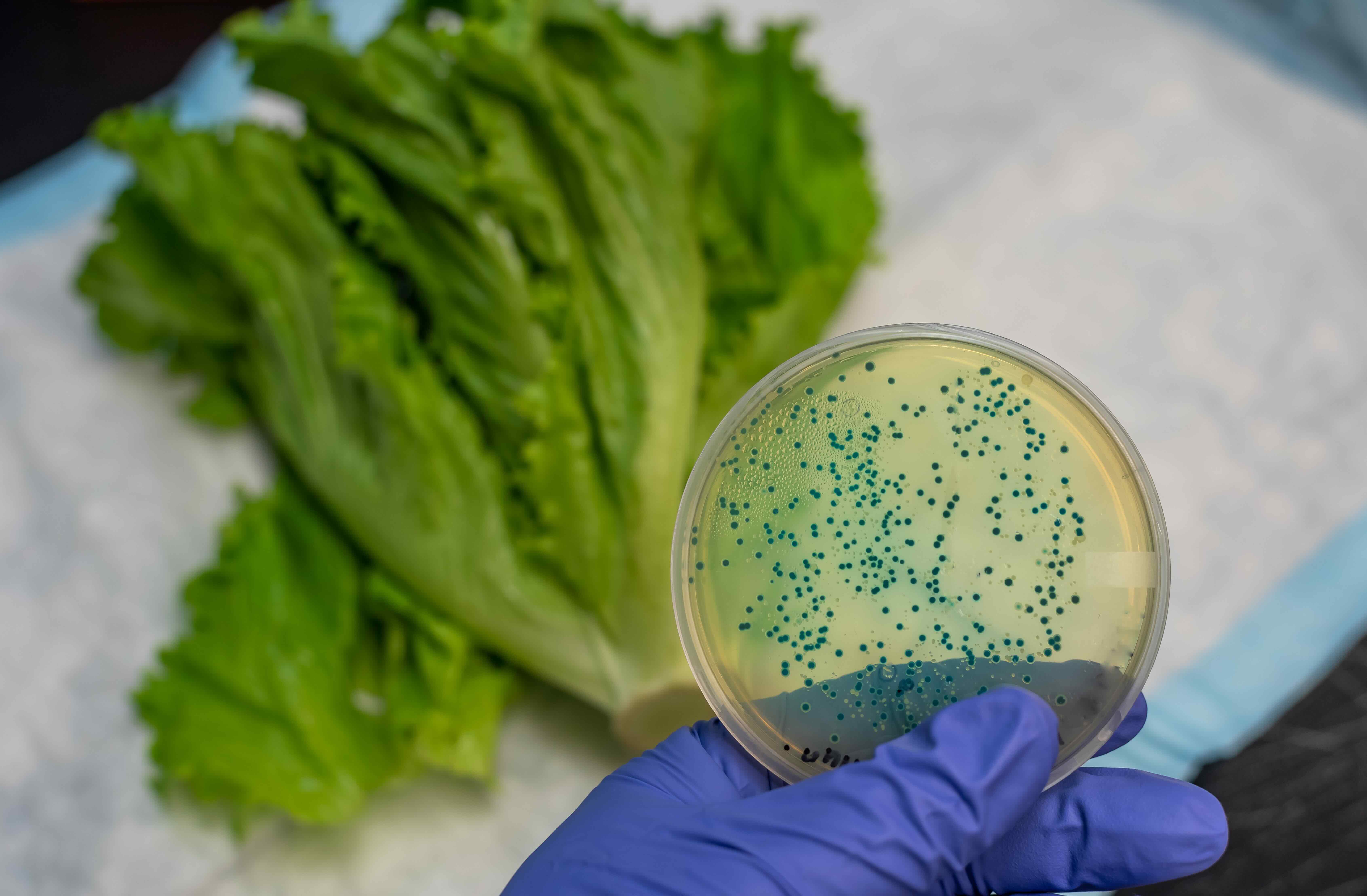 person holding petri dish