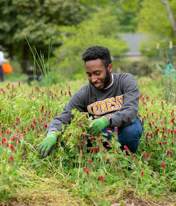 ksu student harvesting plants outdoors.