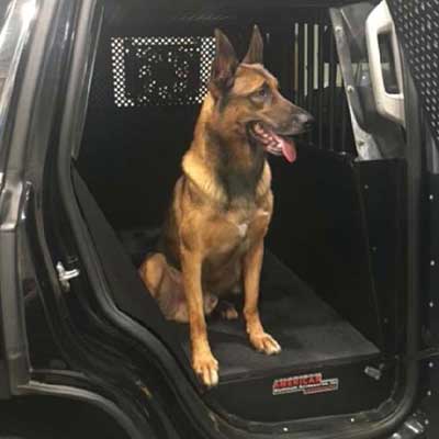 police dog in car