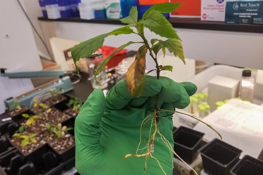 ksu student holding a chestnut tree sapling.