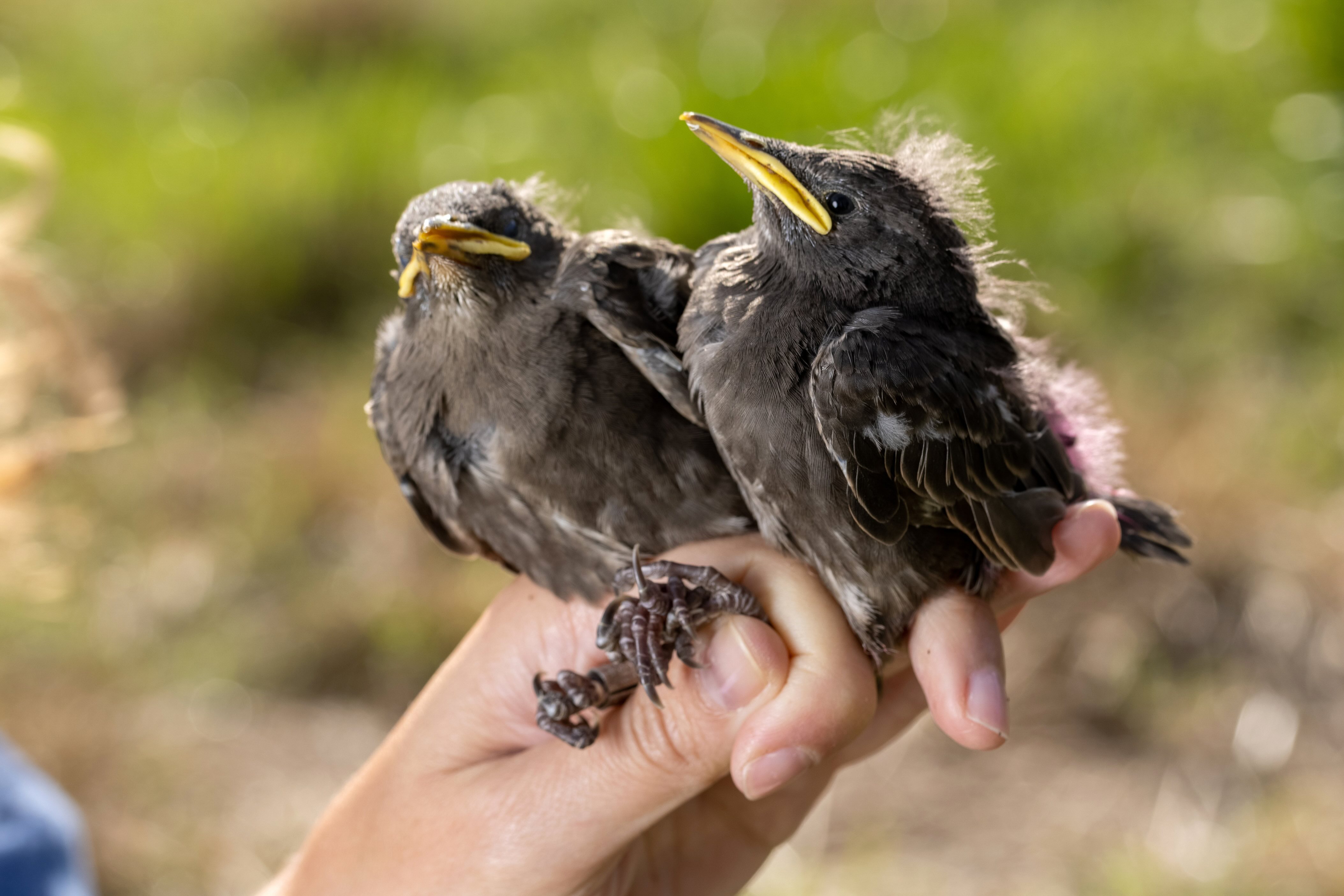 Starling