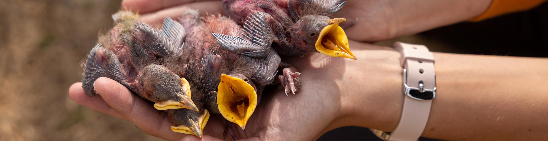 ksu student holding four baby starling birds.