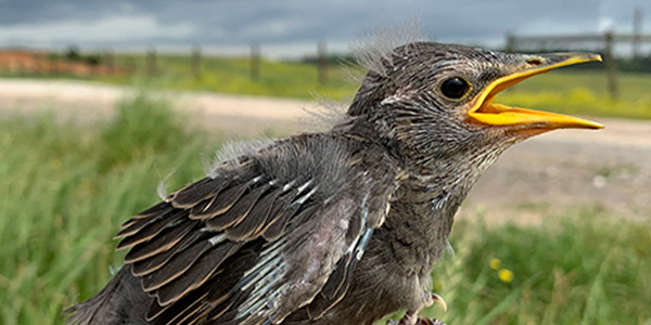 a brid in a field to represent the College of Science & Mathematics