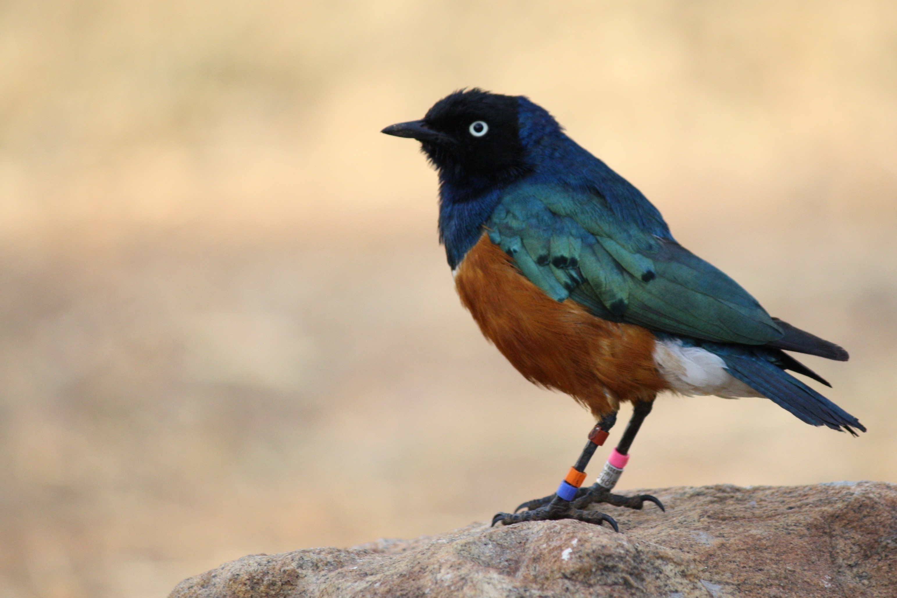 image of a starling bird