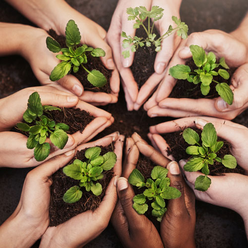  Seven sets of hands create a star holding plants in the soil