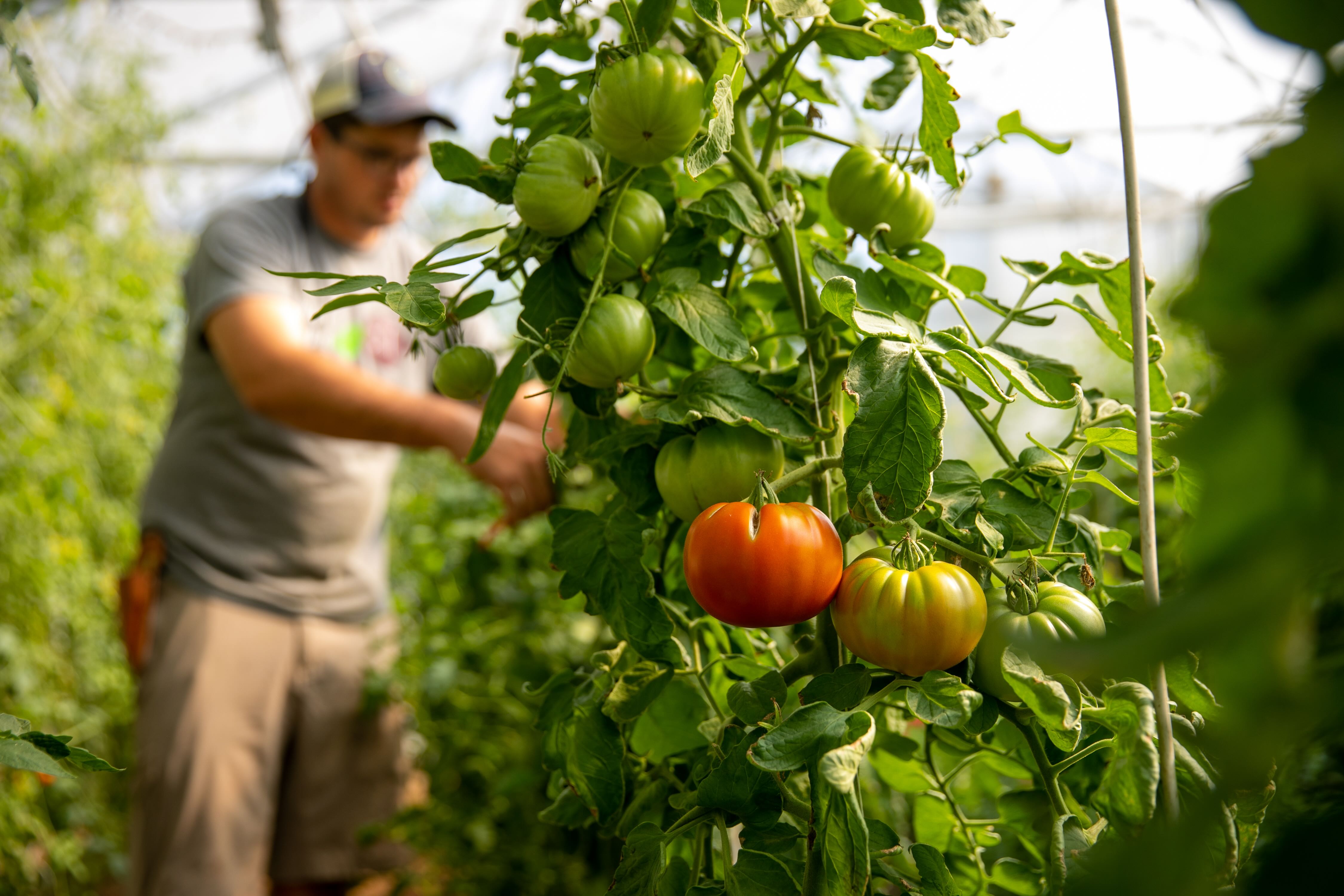 field station tomatoes