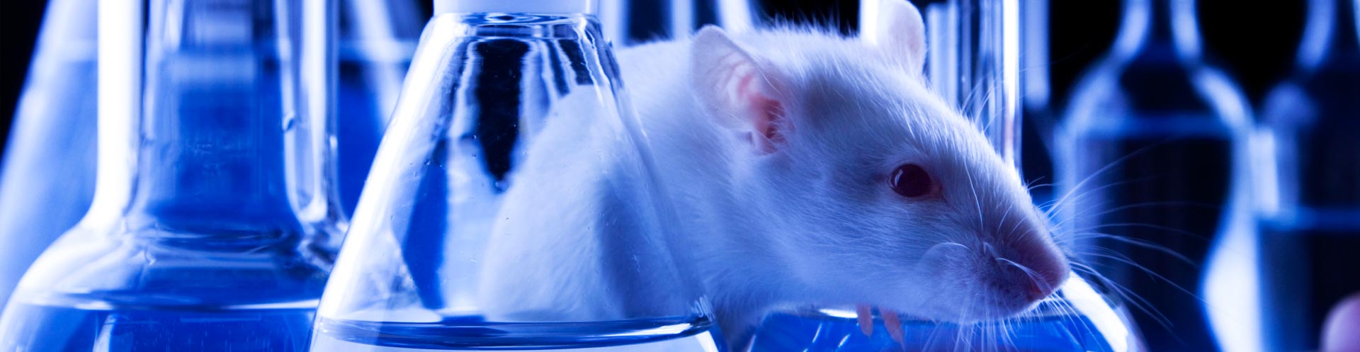 mouse between empty beakers