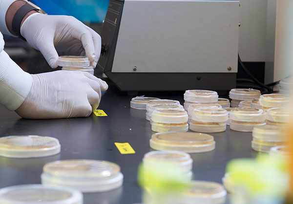 sealing petri dishes on a table