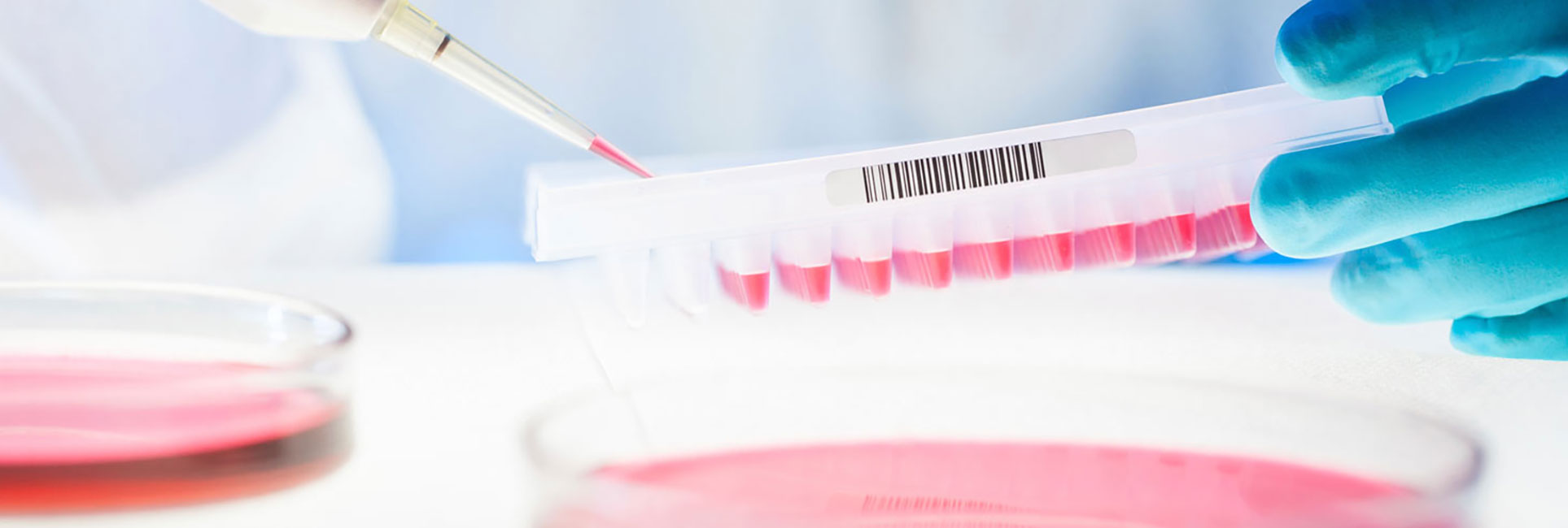 technician working with samples in petri dishes