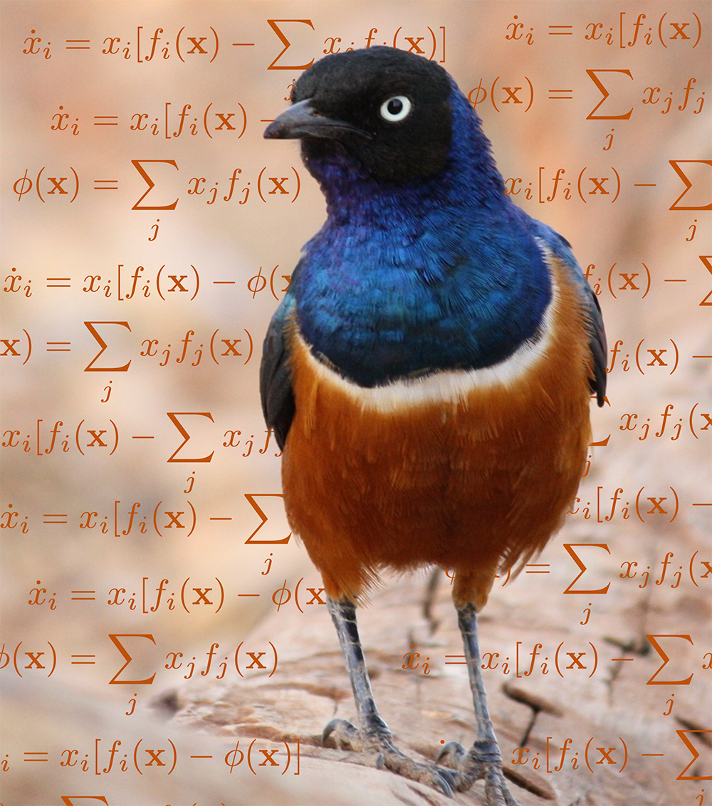 math equations over an image of a bird