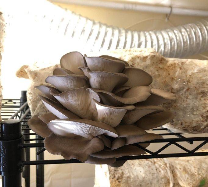 a white fungi sitting on a shelf.