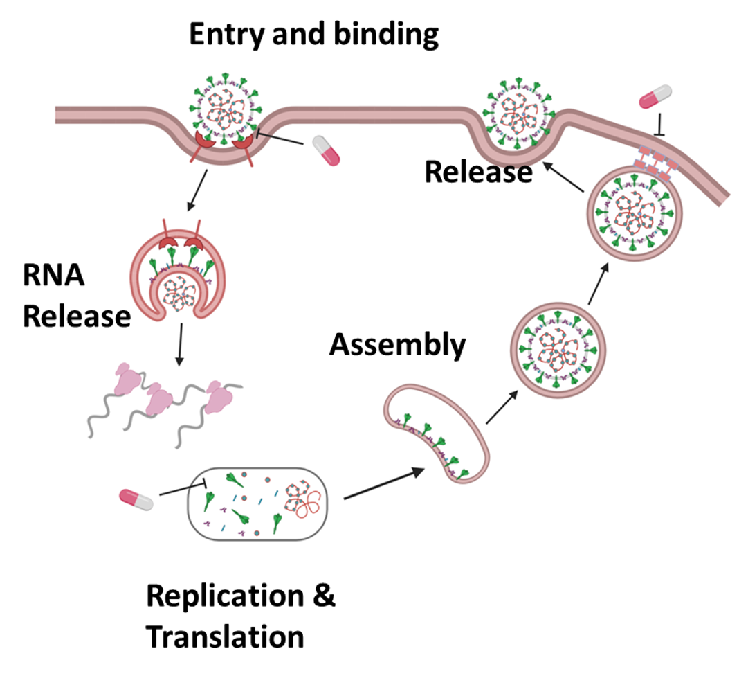 diagram of antiviral therapeutics that target the viral proteins - entry and binding, RNA release, replication and translation, assembly, release