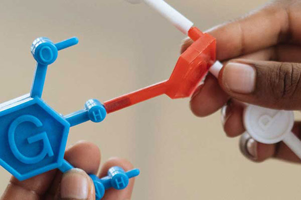 hands with mathematical biology plastic model