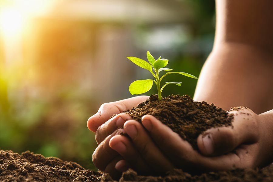 hands scooping up dirt with a tiny plant.