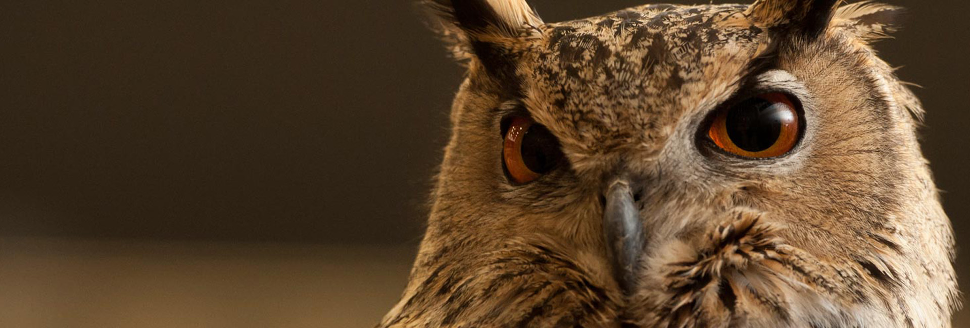 owl with brown background